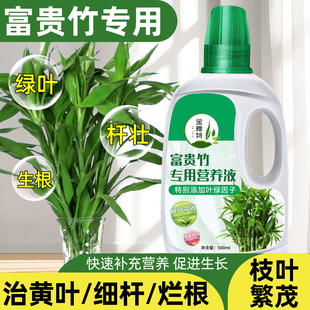 富贵竹专用营养液治叶子发黄转运竹节节高文昌竹水竹水培植物生根