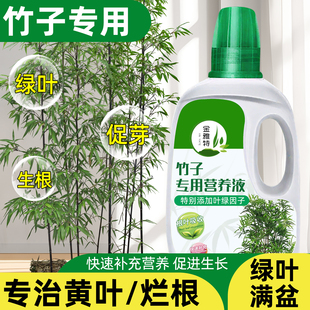 竹子专用营养液治叶子发黄佛肚竹红观音竹内门竹罗汉竹水培米竹肥