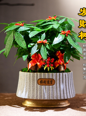 发财树盆栽客厅室内招财树桌面植物开业乔迁送礼前台办公室绿植