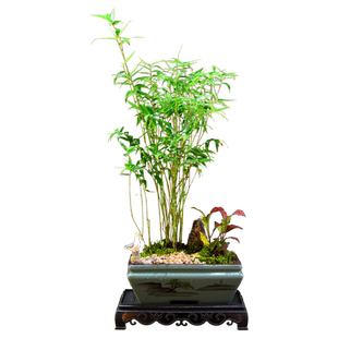 小叶米竹盆栽植物客厅中式室内好养绿植四季常青茶几桌面摆件盆景