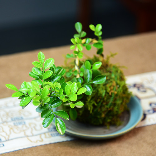 绿植四季常青盆景驱蚊好养九里香