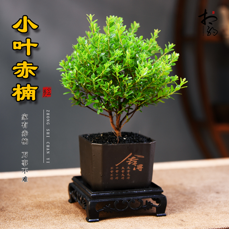 禅意盆栽，小盆小景