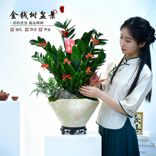 金钱树盆栽植物钱串子室内办公客厅茶室桌面绿植好养寓意喜庆送礼