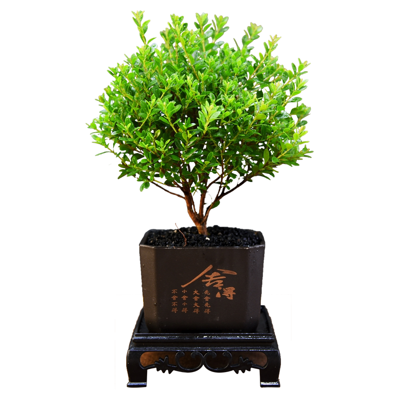 小叶赤楠盆景室内绿植办公茶室桌面植物客厅小盆景好养观赏微景观