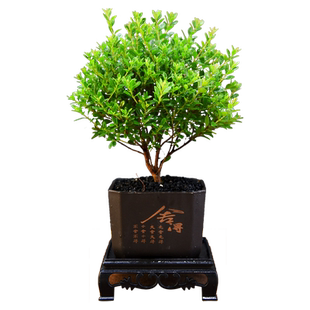 小叶赤楠盆景室内绿植办公茶室桌面植物客厅小盆景好养观赏微景观