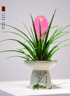 铁兰花盆栽绿植带花剑紫色花卉室内客厅办公桌面四季开花好养植物