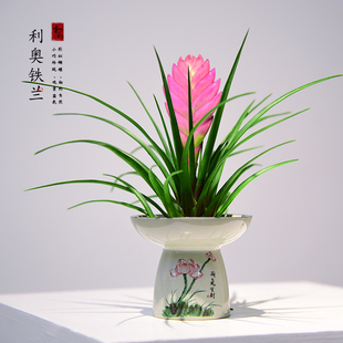 铁兰花盆栽绿植带花剑紫色花卉室内客厅办公桌面四季开花好养植物