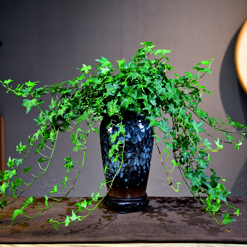 常春藤盆栽桌面装饰植物室内中式简约常青藤阳台好养绿植四季常青 鲜花速递/花卉仿真/绿植园艺 绿植 原图主图