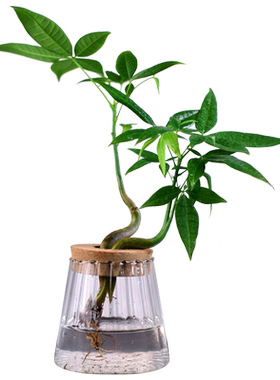 水培植物书房客厅办公室茶桌