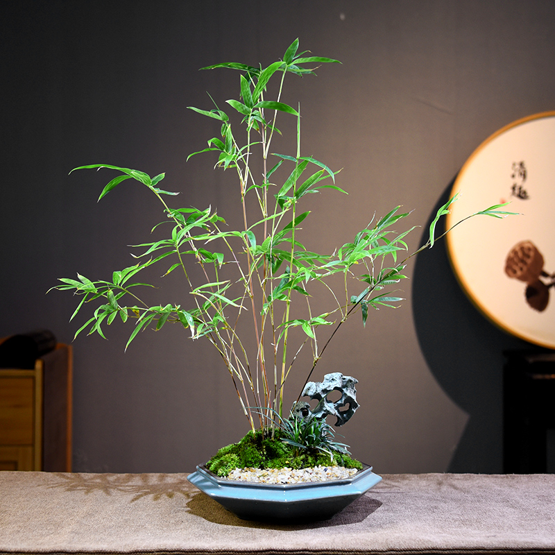 观音竹客厅书房办公室接待前台