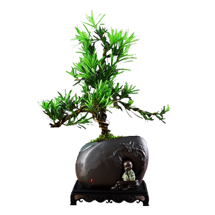 罗汉松盆栽室内绿植君子兰盆景四季常青中式绿植盆景