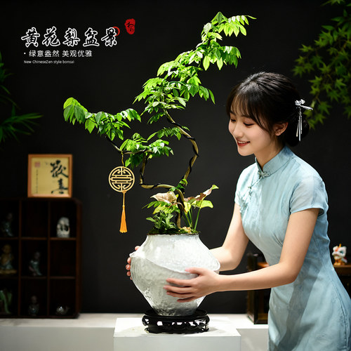 黄花梨盆栽室内绿植造型新中式大盆植物观赏办公客厅意境盆景送礼