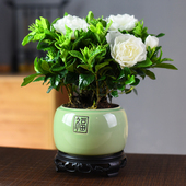 栀子花盆栽室内花卉植物盆景带花苞阳台土培绿植浓香型四季 好养