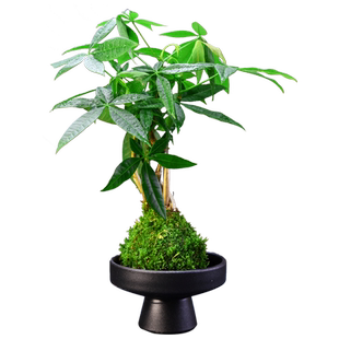 发财树苔玉球盆栽清香木文竹小盆景中式古风植物室内办公书房摆件
