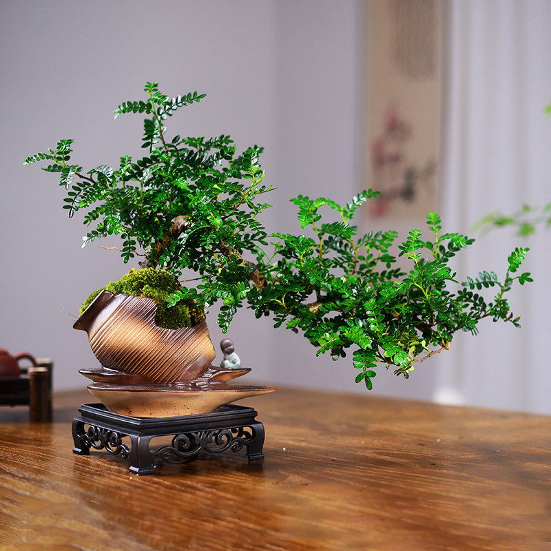 清香木盆景盆栽东方美学中式意境室内客厅茶桌办公室好养