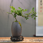 常青装 小叶飘枝九里香盆栽中式 盆景室内办公室书房植物四季 饰摆件