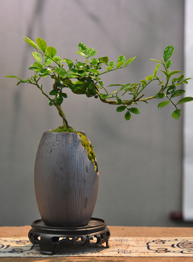 小叶飘枝九里香盆栽中式盆景室内办公室书房植物四季常青装饰摆件