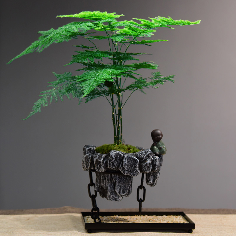 发财树盆景铁树绿植文竹植物米竹