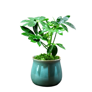 鸭掌木盆栽植物七叶莲绿植桌面小盆景室内办公客厅茶室植物摆件