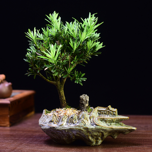 罗汉松盆栽绿植室内办公室书房桌面观赏摆件四季常青植物好养送礼