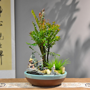 微盆景办公会议室内四季 小叶紫檀老桩黑骨茶盆栽新中式 常青绿植