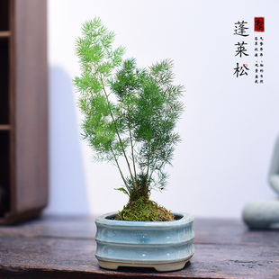 蓬莱松盆栽办公室书房茶室桌面好养小盆景四季常青室内植物摆件