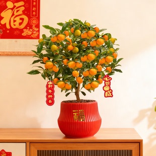 金桔树盆栽带果室内办公室客厅好养送礼桔子盆景喜庆过年好养摆件