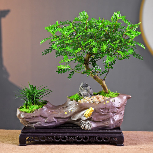 胡椒木盆景办公书房桌面造型清香