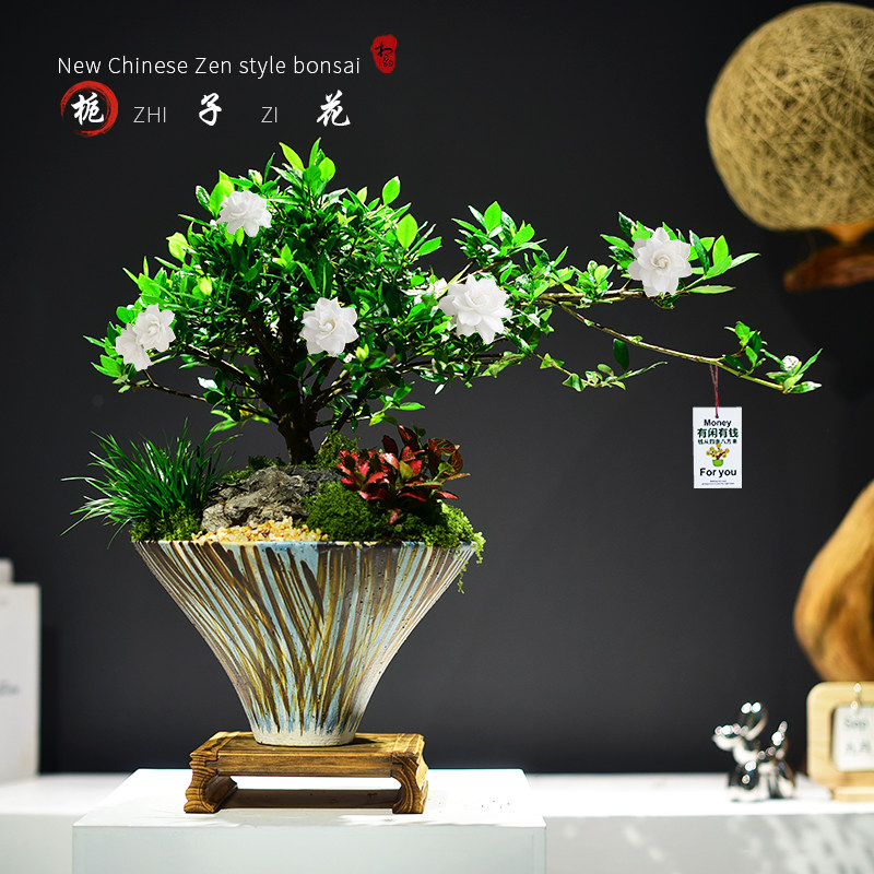 栀子花盆栽飘枝悬崖室内绿植办公客厅大盆景居家装饰植物好养送礼