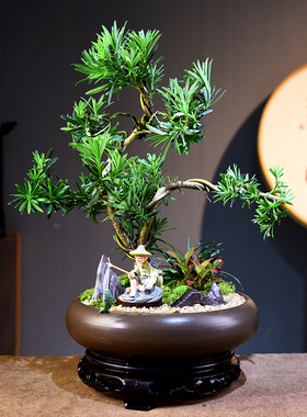 造型罗汉松室内绿植盆栽办公前台展厅微景观桌面植物教师节礼品