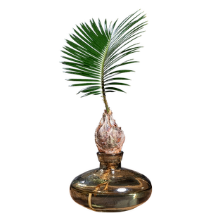 铁树小盆栽水培植物办公茶几室内桌面创意好养易活绿植四季盆景