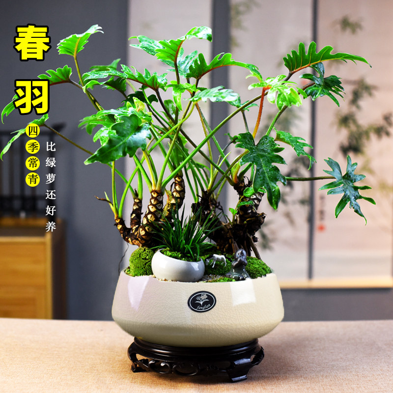 龙鳞春羽盆栽老桩蔓绿绒绿植室内客厅办公观赏盆景美观摆件送礼