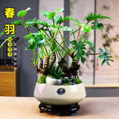 龙鳞春羽盆栽老桩蔓绿绒绿植室内客厅办公观赏盆景美观摆件送礼