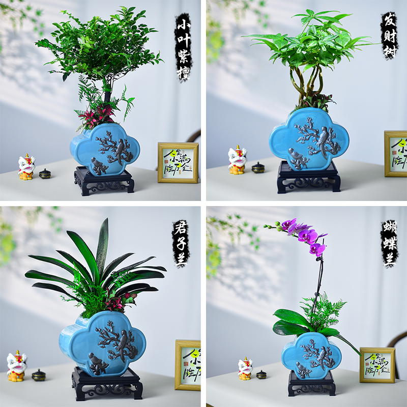 君子兰盆栽发财树绿植小叶紫檀蝴蝶兰办公内中式盆景植物好养送礼