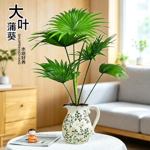 水培植物大扇叶蒲葵盆栽懒人水养室内好养办公室客厅观叶绿植盆景