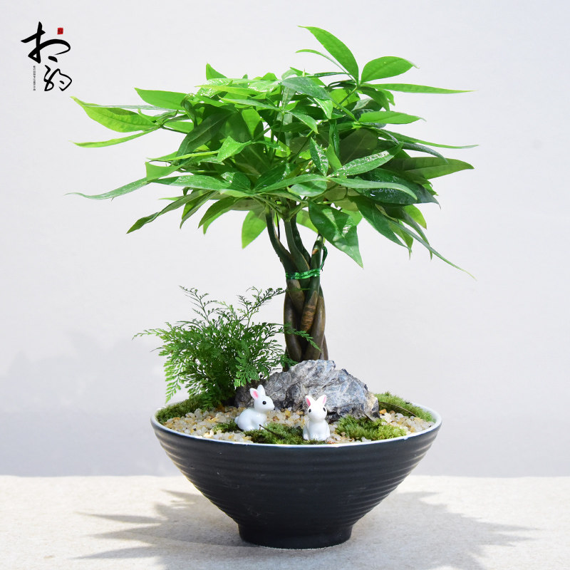 发财树盆栽植物室内办公书房茶几招财树盆景编织造型绿植四季常青
