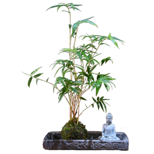 红观音竹苔玉球盆栽好养艺术组合桌面书房装饰植物摆件美观送礼