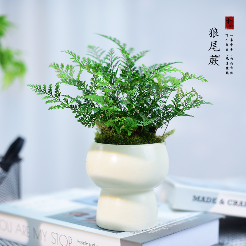 狼尾蕨盆栽蕨类小绿植盆景好养室内书房办公阳台趣味四季植物摆件