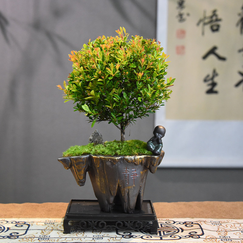 茶桌绿植小叶赤楠盆景老桩植物办公室内花卉客厅四季常青懒人盆栽