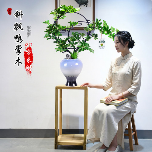鸭掌木盆栽造型植物鹅掌财八方来财绿植艺术盆景室内办公寓意送礼