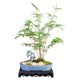 红观音竹盆景竹子盆栽书房客厅办公观赏竹中式盆栽红运竹常绿植物