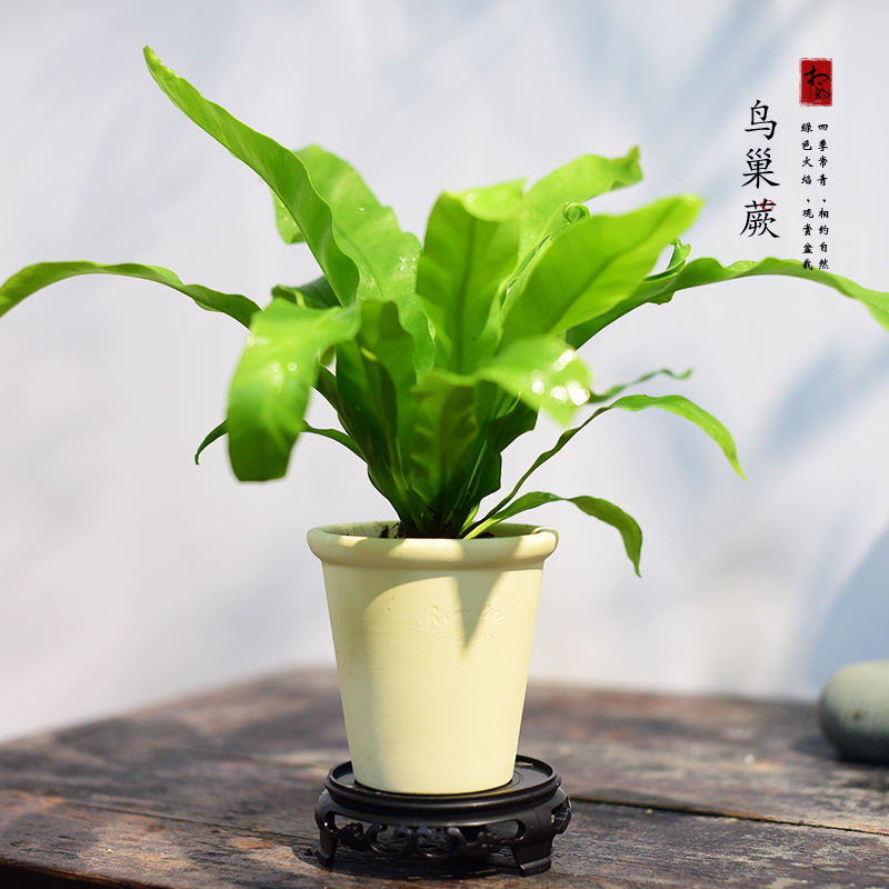 相约自然中式绿植紫檀