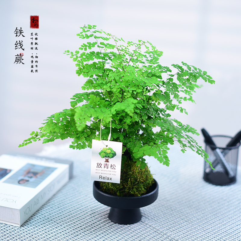 铁线蕨盆栽绿植铁线草室内观叶植物办公客厅茶几桌面好养盆景礼品