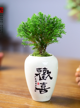 雾松盆栽绿植雾凇盆景客厅办公室内桌面新中式绿植小摆件懒人好养