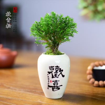 雾松盆栽绿植雾凇盆景客厅办公室内桌面新中式绿植小摆件懒人好养