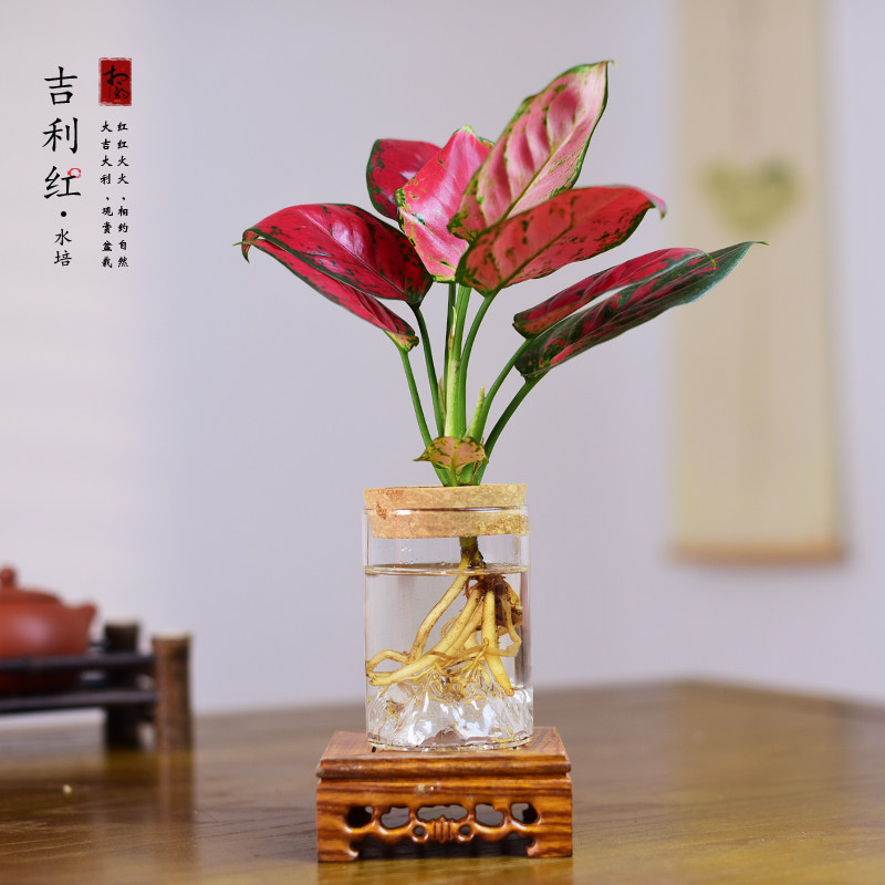 吉利红水培玻璃盆栽室内植物如意皇后绿植办公室客厅桌面寓意盆景