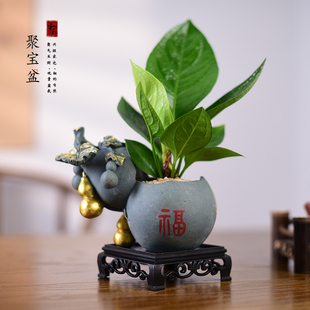 聚宝盆绿植盆栽室内办公茶室好养植物网红招财树四季常青盆景送礼
