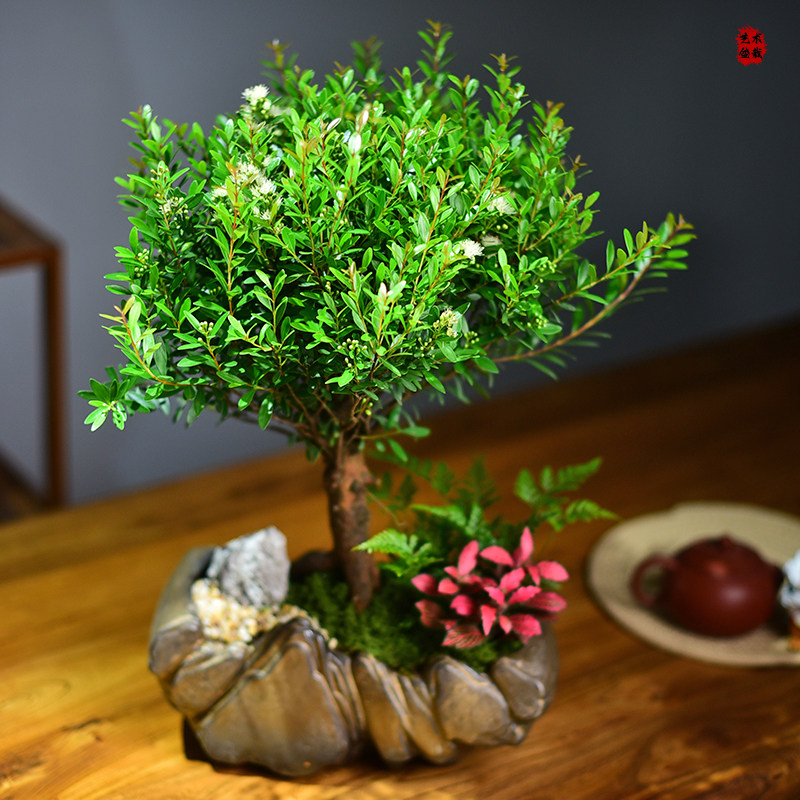 小叶赤楠盆栽造型桌面植物观赏国风四季绿植办公客厅茶桌摆件好养图片