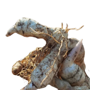 臻颐食野生新鲜鸡头甜黄精现挖老虎姜中药材原料500g黄精种苗种子