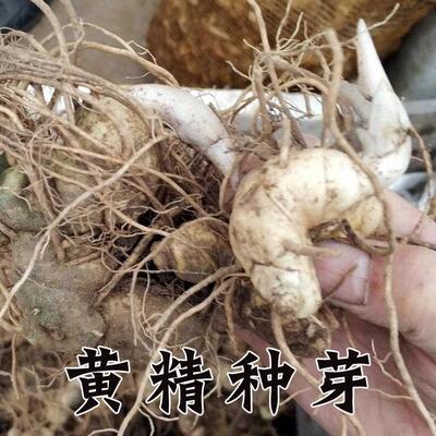 鸡头黄精种苗新鲜黄精种芽种子种植盆栽滋补药材泡酒九蒸九晒煲汤